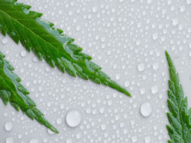 water drops next to green leaf